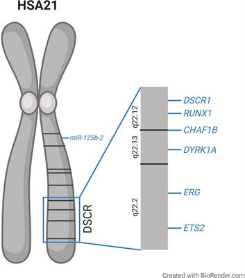 Molecular Mechanisms of the Genetic Predisposition to Acute Megakaryoblastic Leukemia in Infants With Down Syndrome